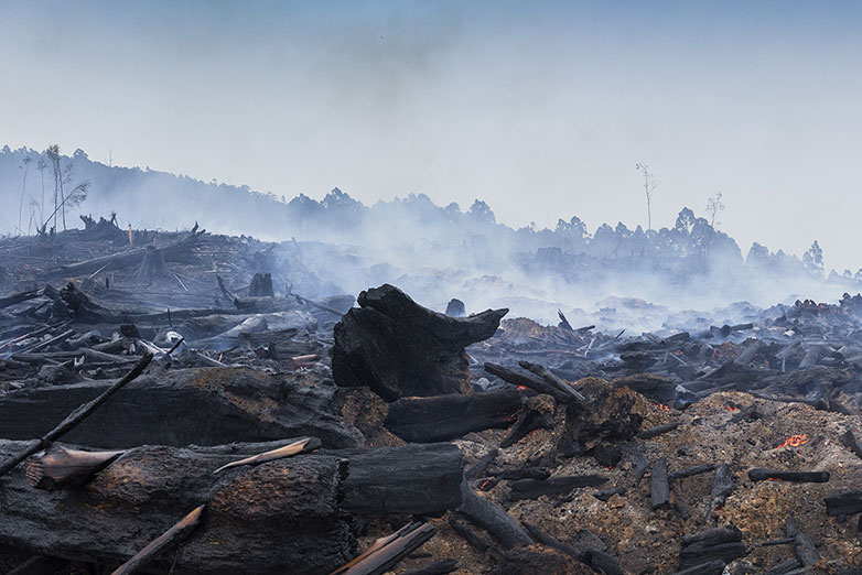 A desolate landscape of charred trees and smoldering ash stretches into the horizon. The sky is filled with a hazy smoke, obscuring the distant treeline. The remnants of a forest fire are evident, with blackened debris scattered across the ground.